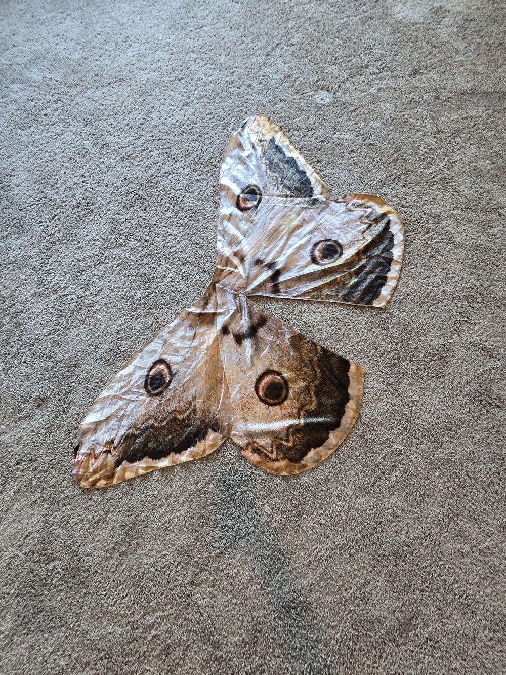 Moth Wings - Picture 1 of 2